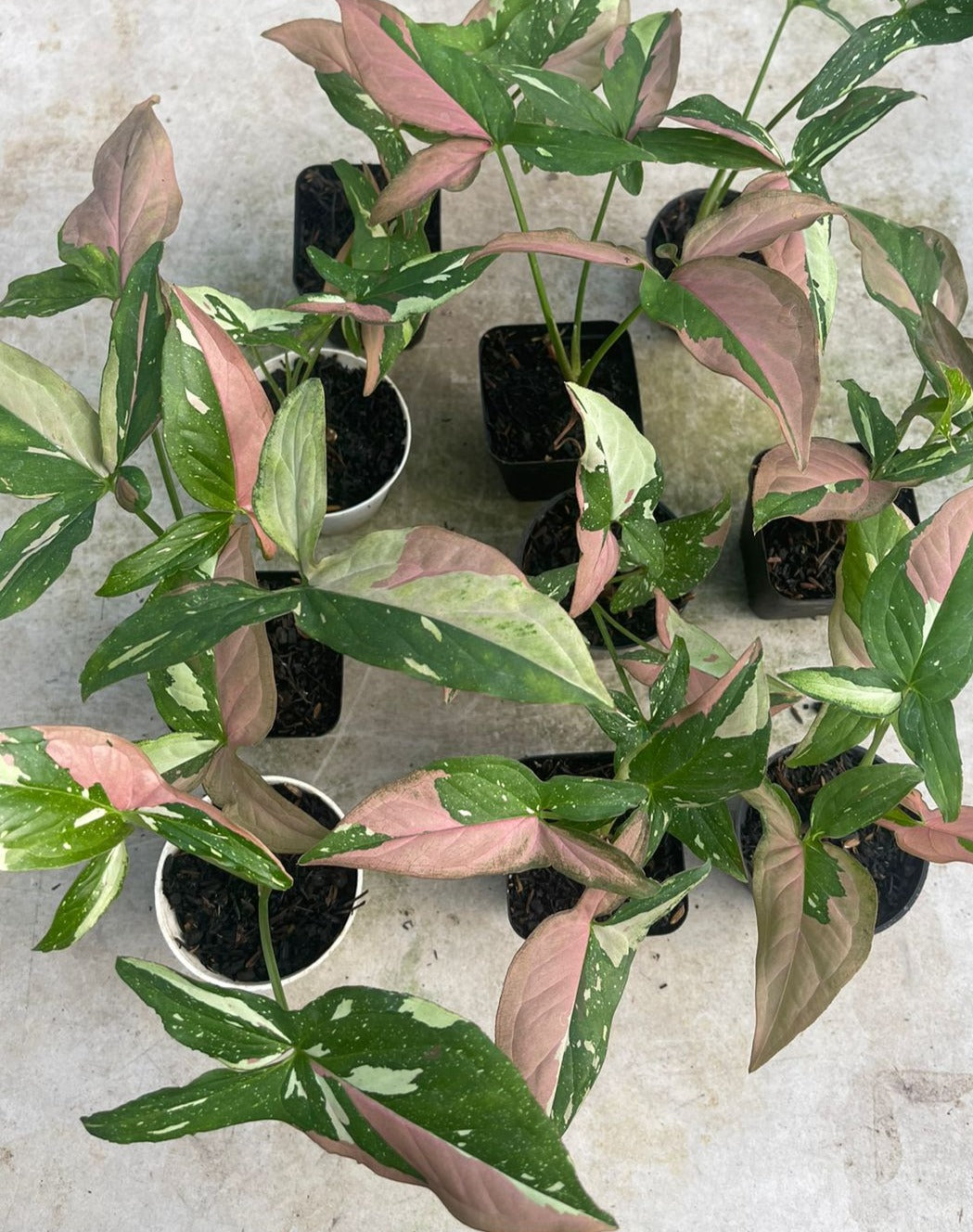 Wholesale 10x Syngonium Red Spot Tricolor