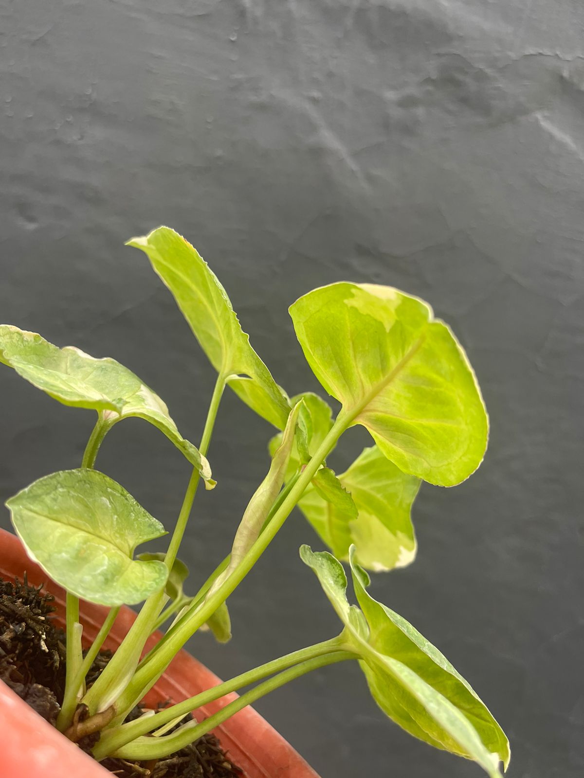 Syngonium Orm Tong Variegated