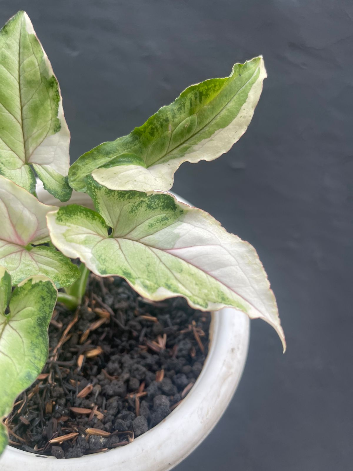 Syngonium Orm Manee Variegated