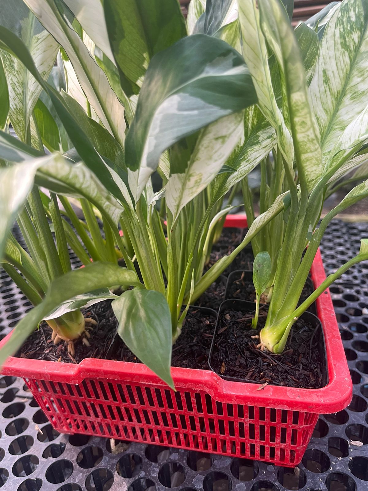 Wholesale 25x Spathiphyllum Peace Lily Variegated
