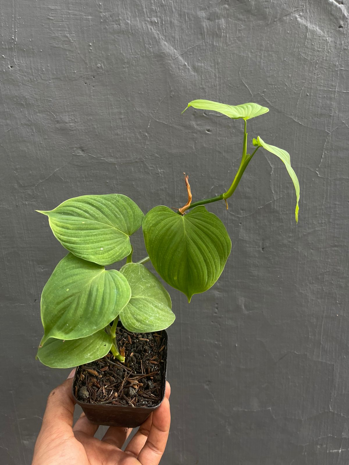 Philodendron Fibraecataphyllum