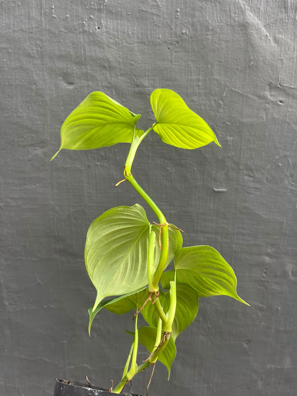 Philodendron Fibraecataphyllum