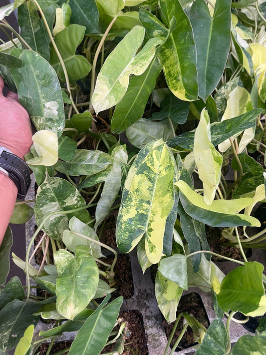 Wholesale 10x Philodendron Burle Mark Variegated