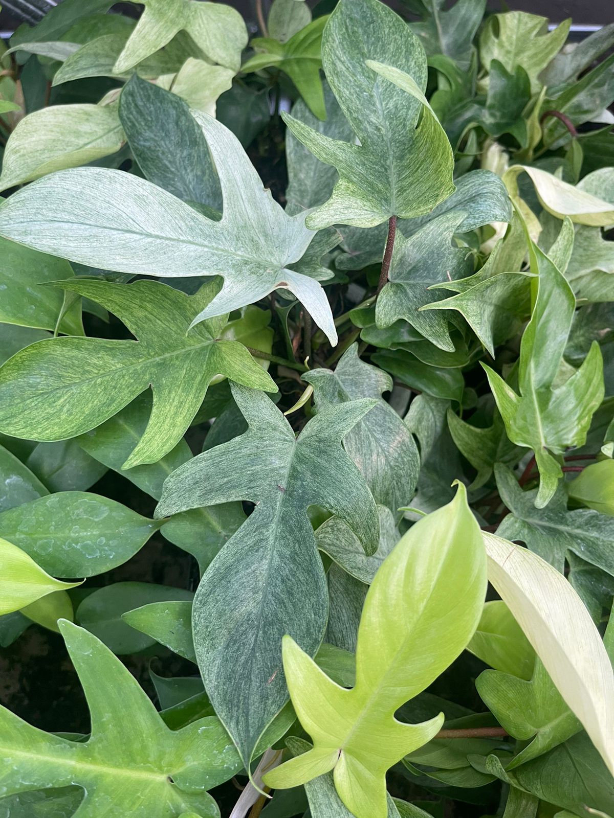 Wholesale 10x Philodendron Florida Ghost Mint