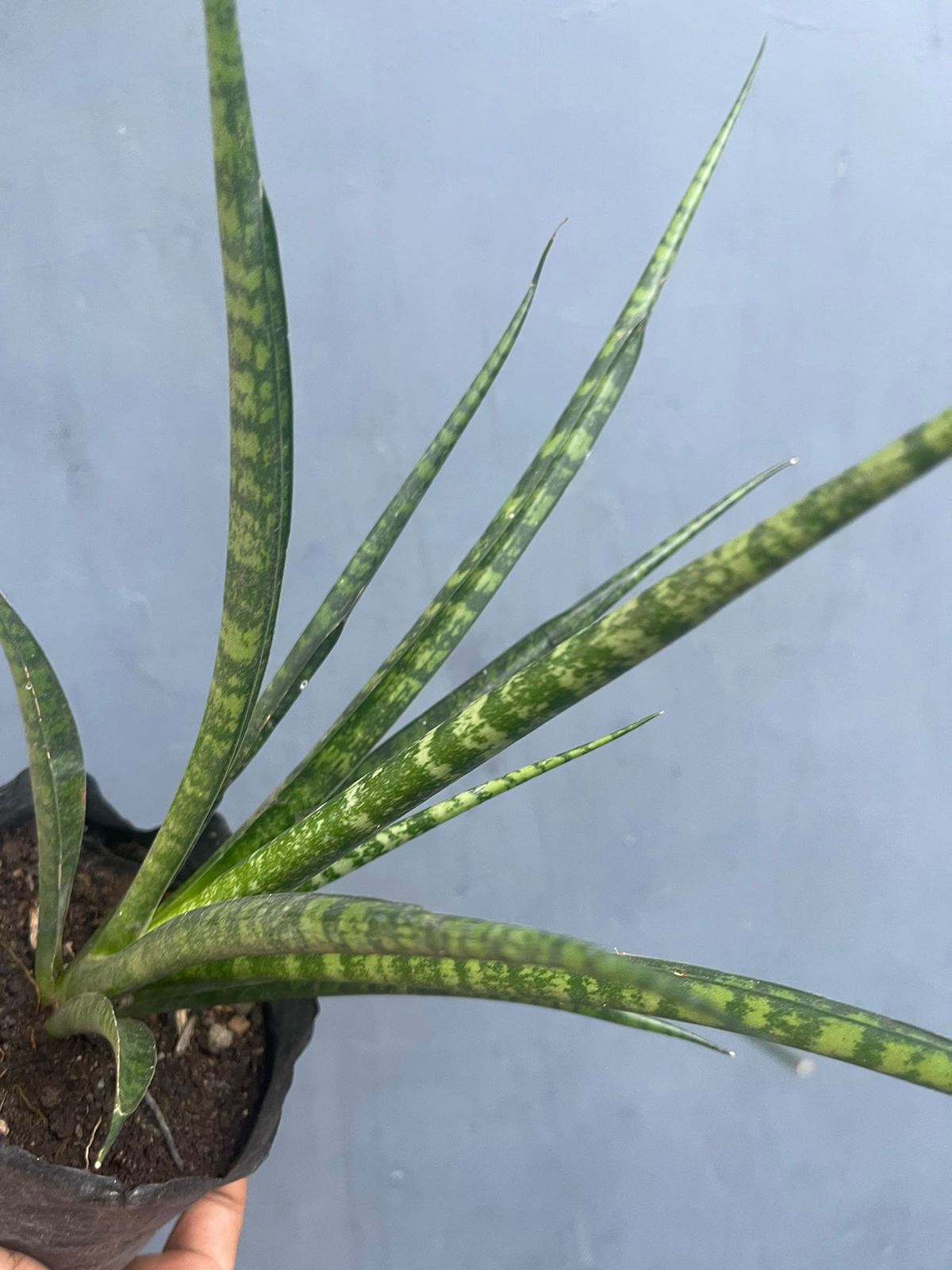 Sansevieria Fernwood Mikado