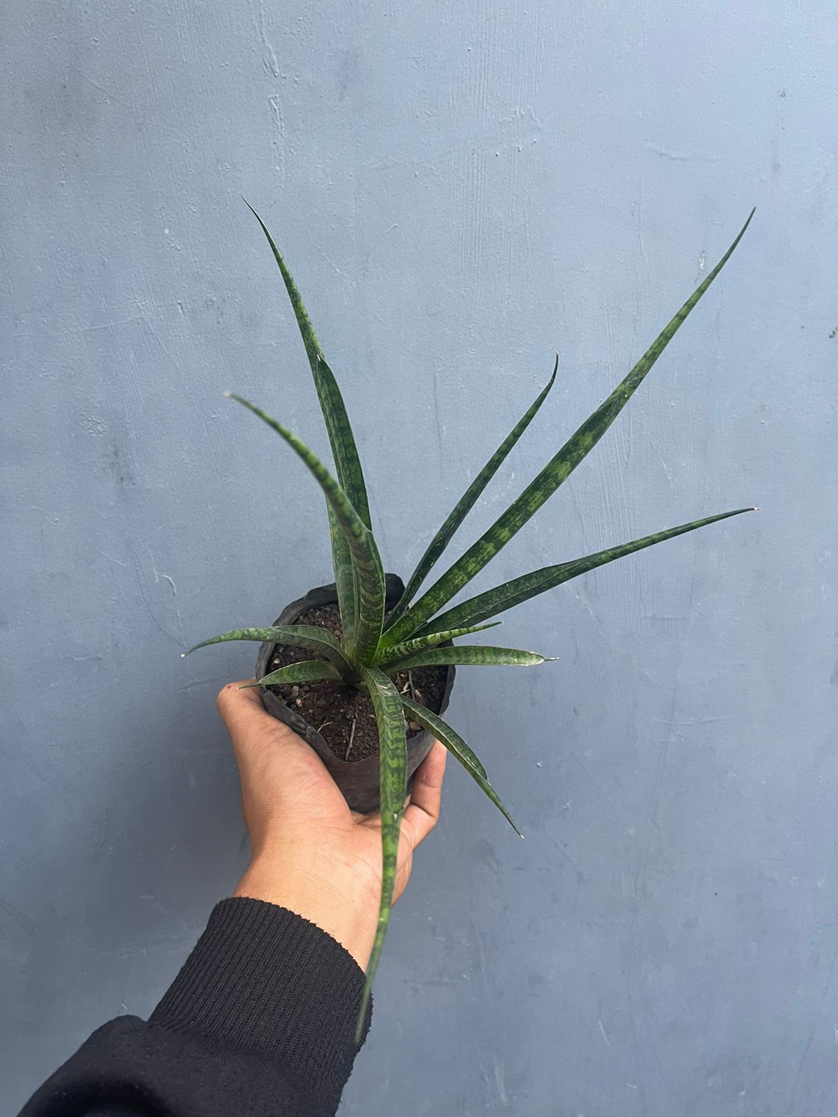 Sansevieria Fernwood Mikado