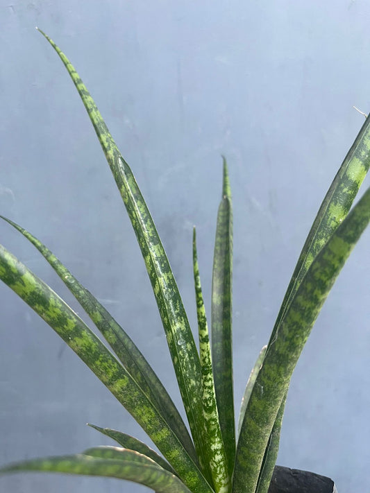 Sansevieria Fernwood Mikado