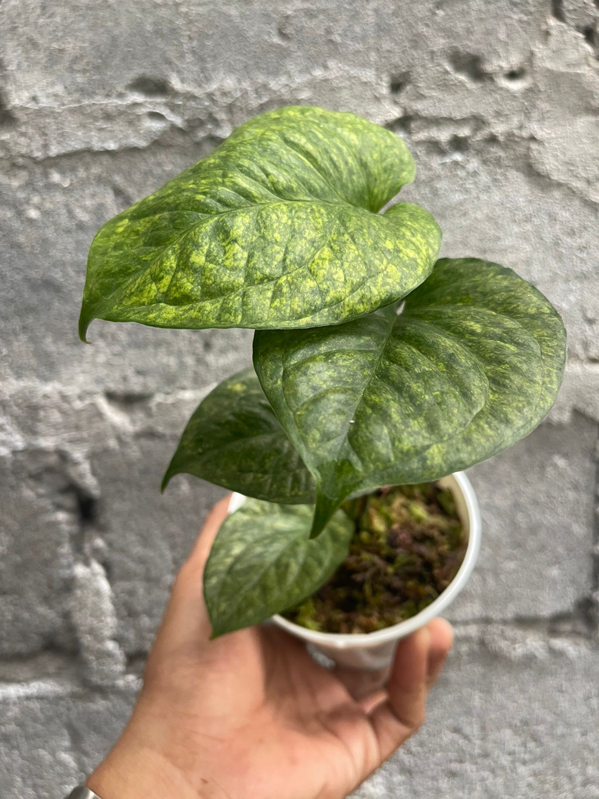 Amydrium Medium Galaxy Variegated