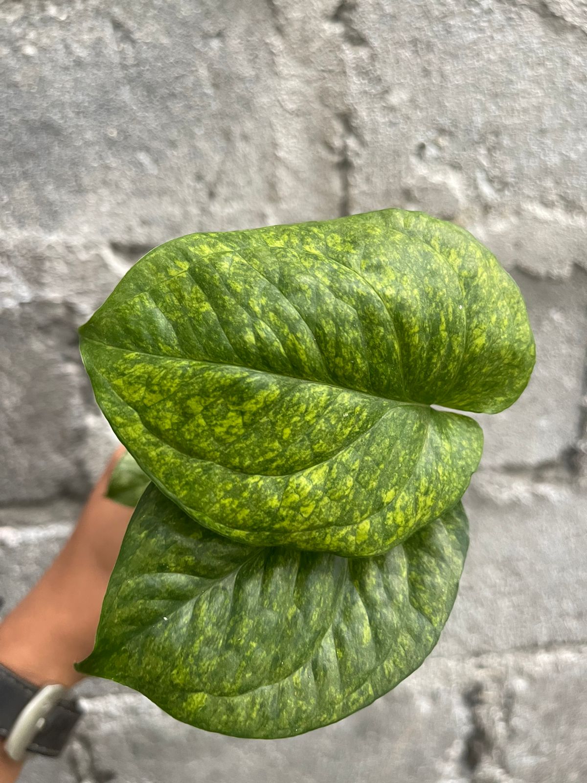 Amydrium Medium Galaxy Variegated