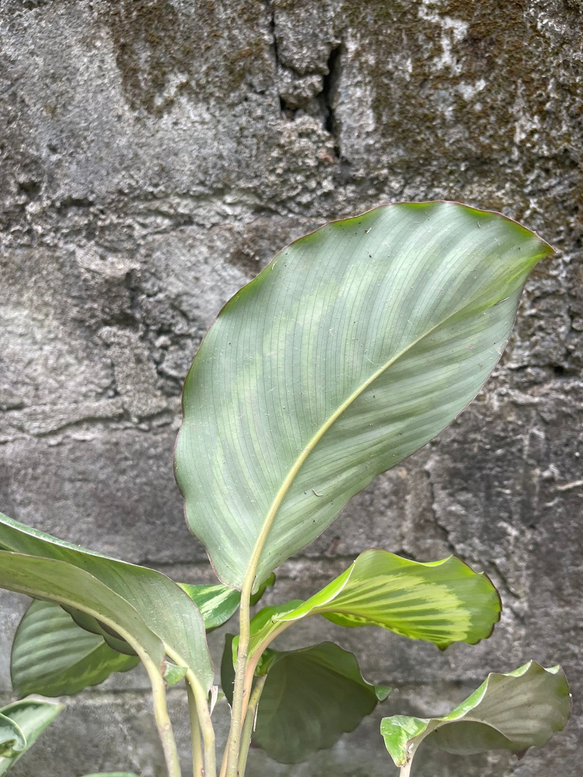 Calathea Cora Rospicta