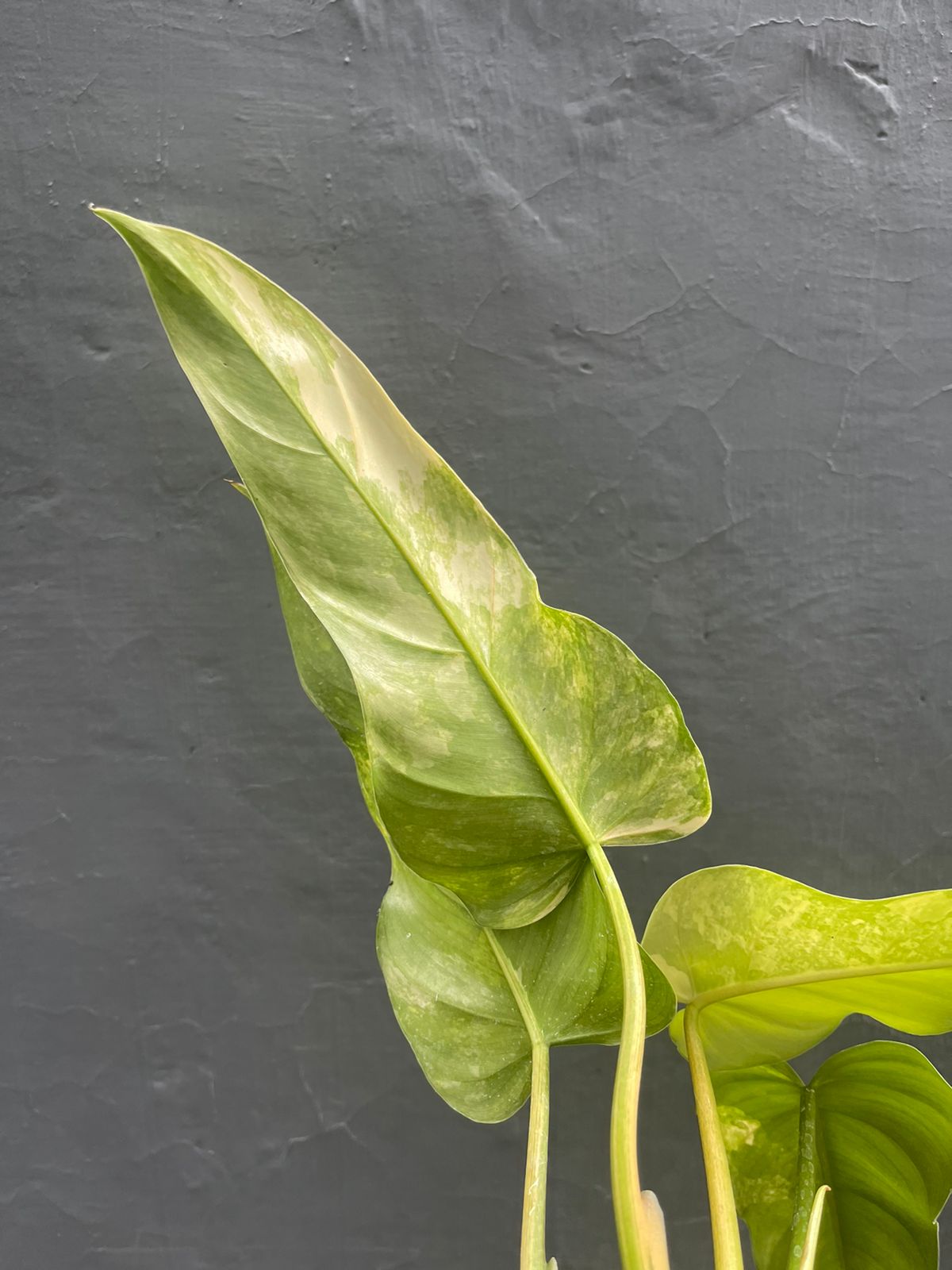 Philodendron Domesticum Variegated Mature Leaf