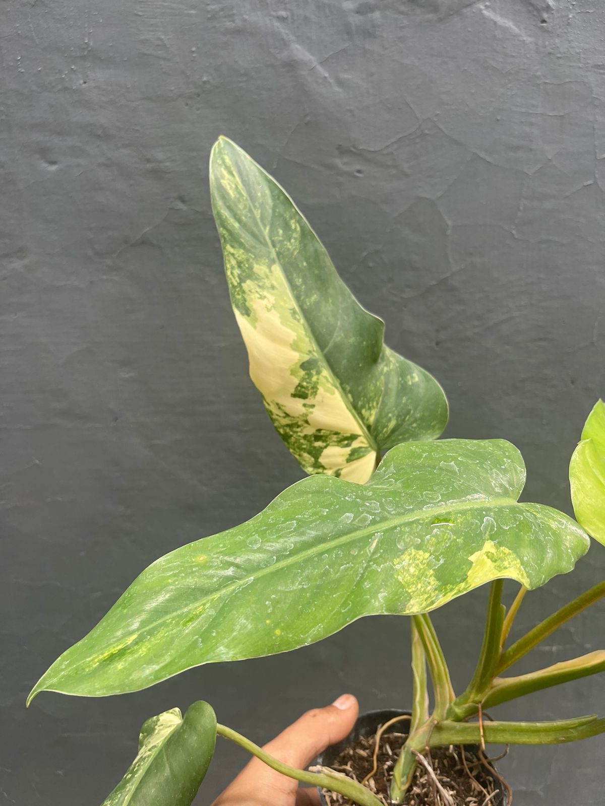 Philodendron Domesticum Variegated Mature Leaf