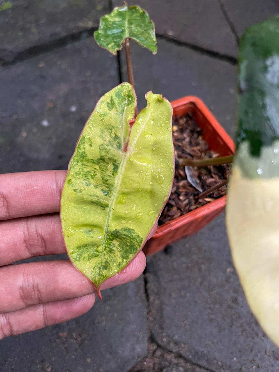 Philodendron Billitiae Variegate Small