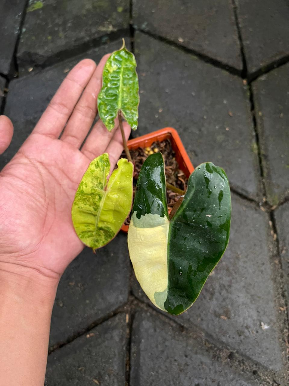 Philodendron Billitiae Variegate Small
