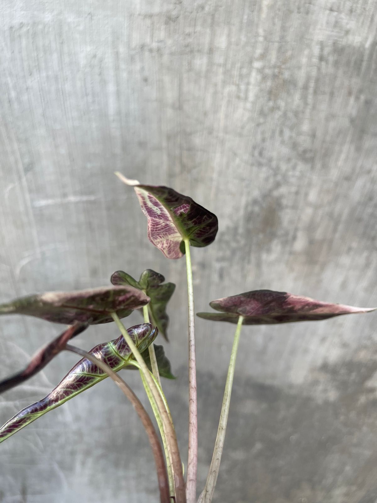 Alocasia Bambino Variegated