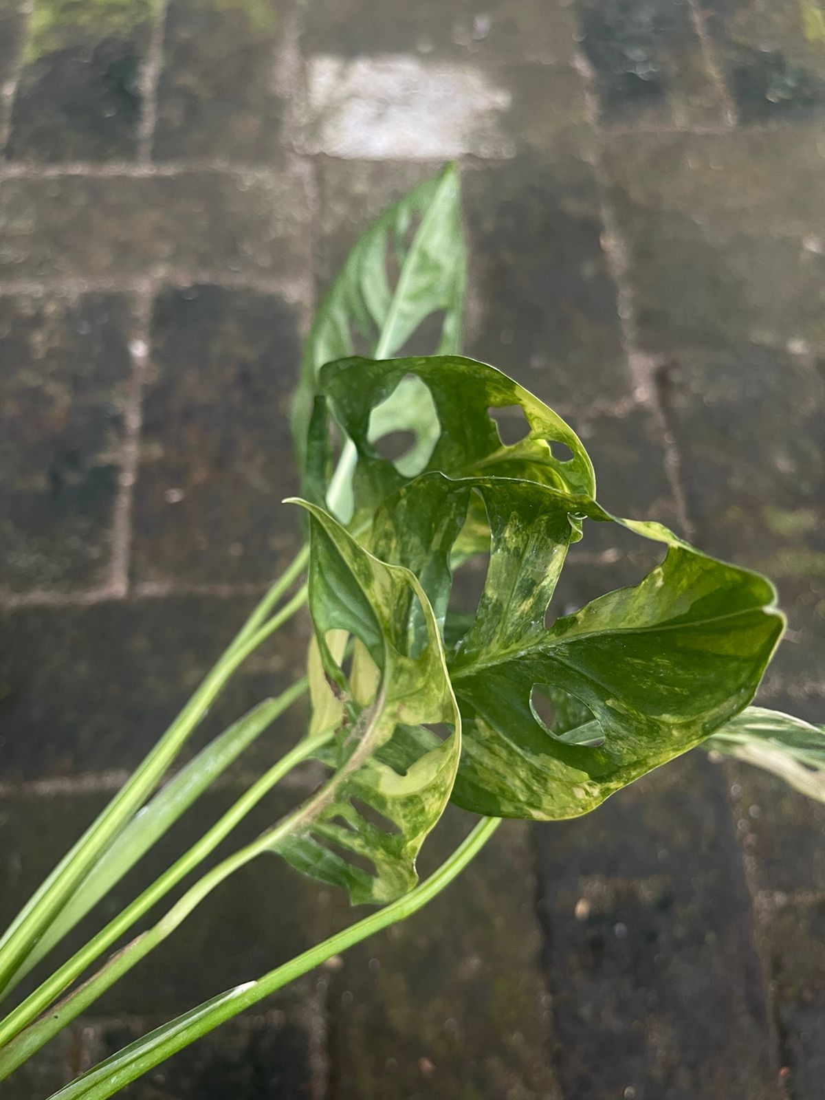 Monstera adansonii Yellow Variegated