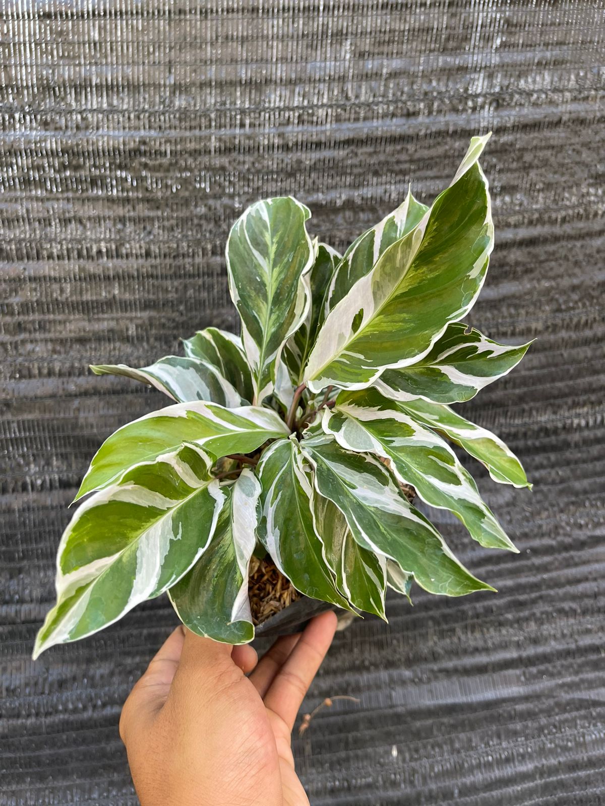Calathea White Fusion