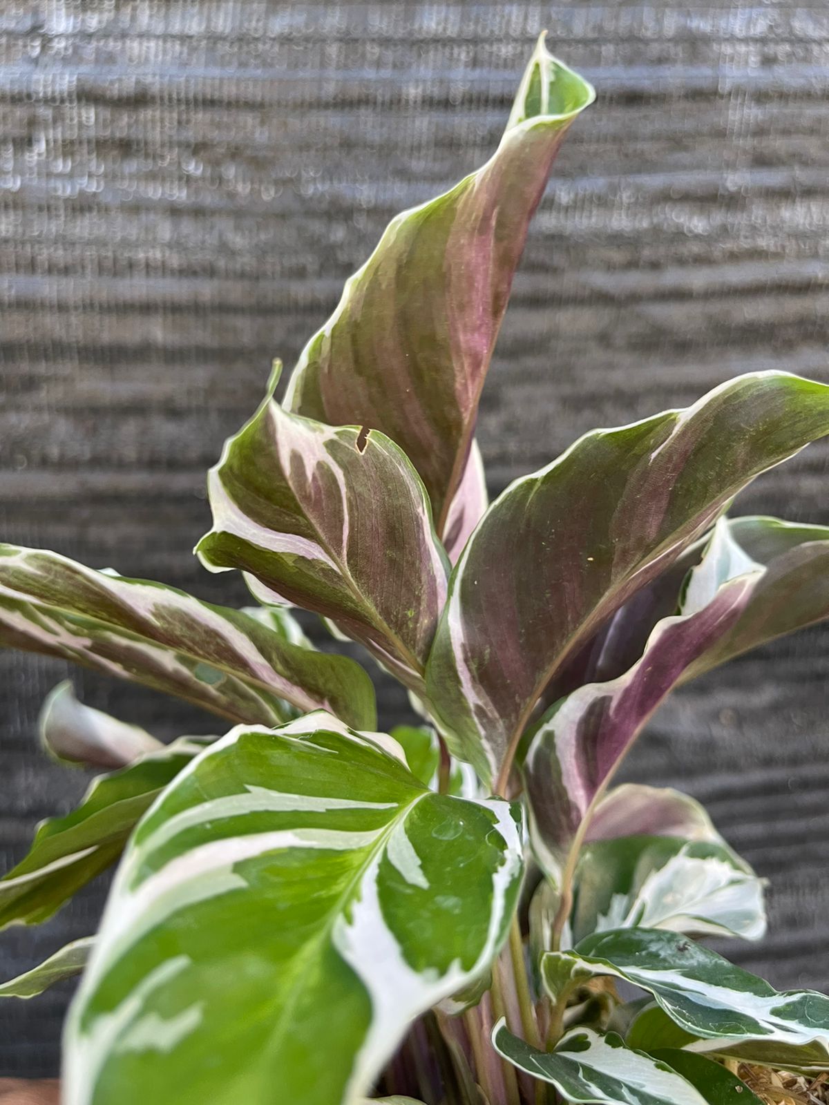 Calathea White Fusion