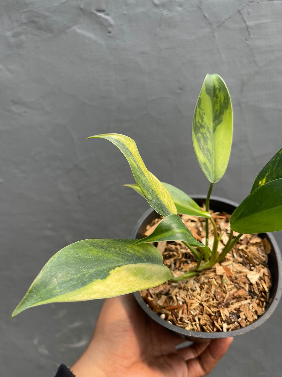Philodendron Avocado Shake
