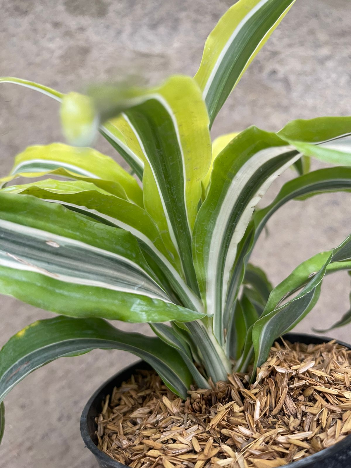 Dracaena Lemon Lime