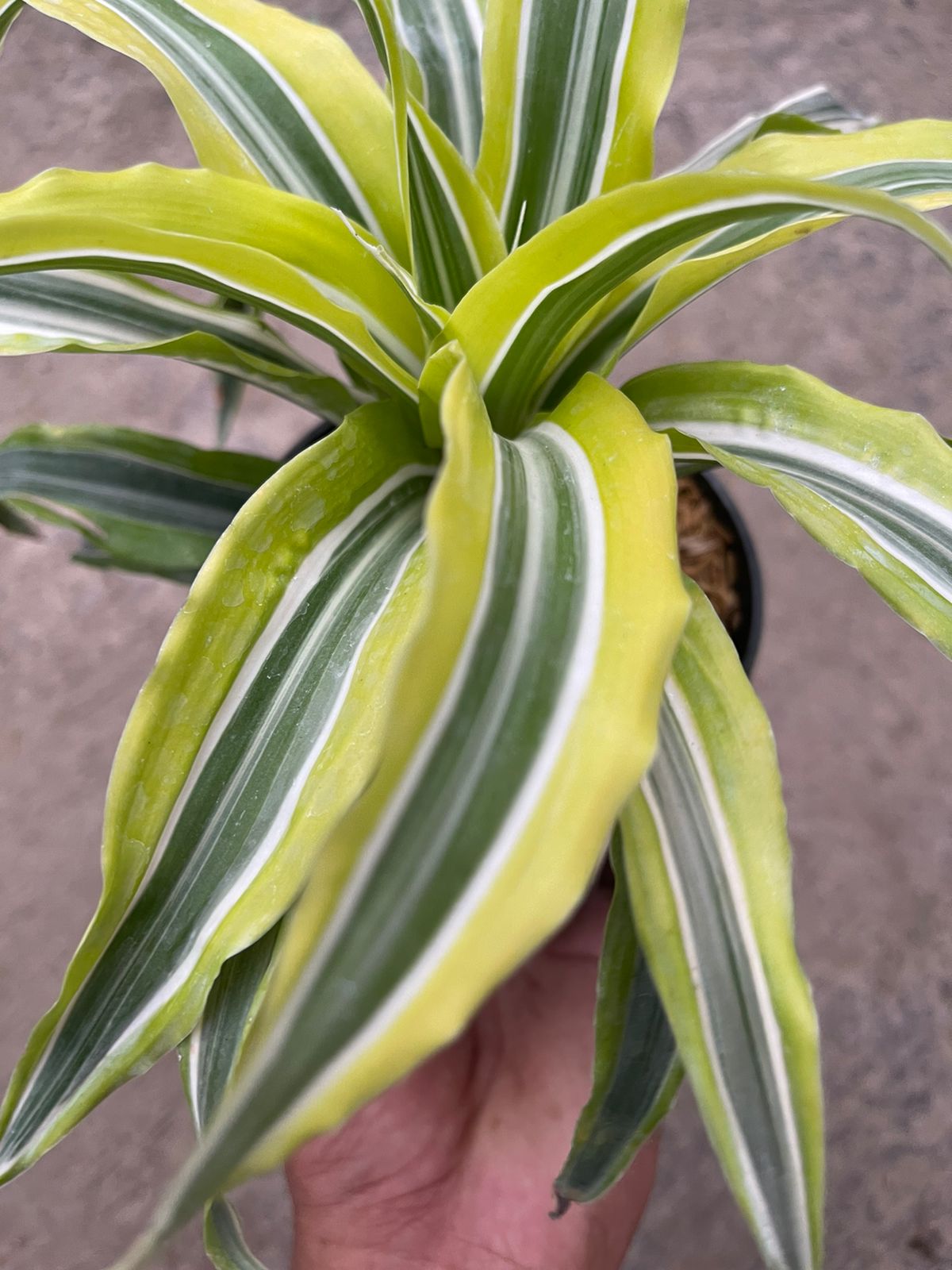 Dracaena Lemon Lime