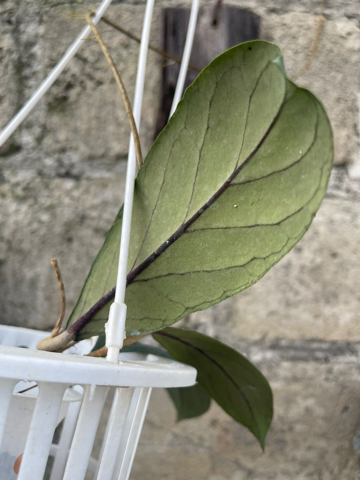 Hoya Finlaysonii