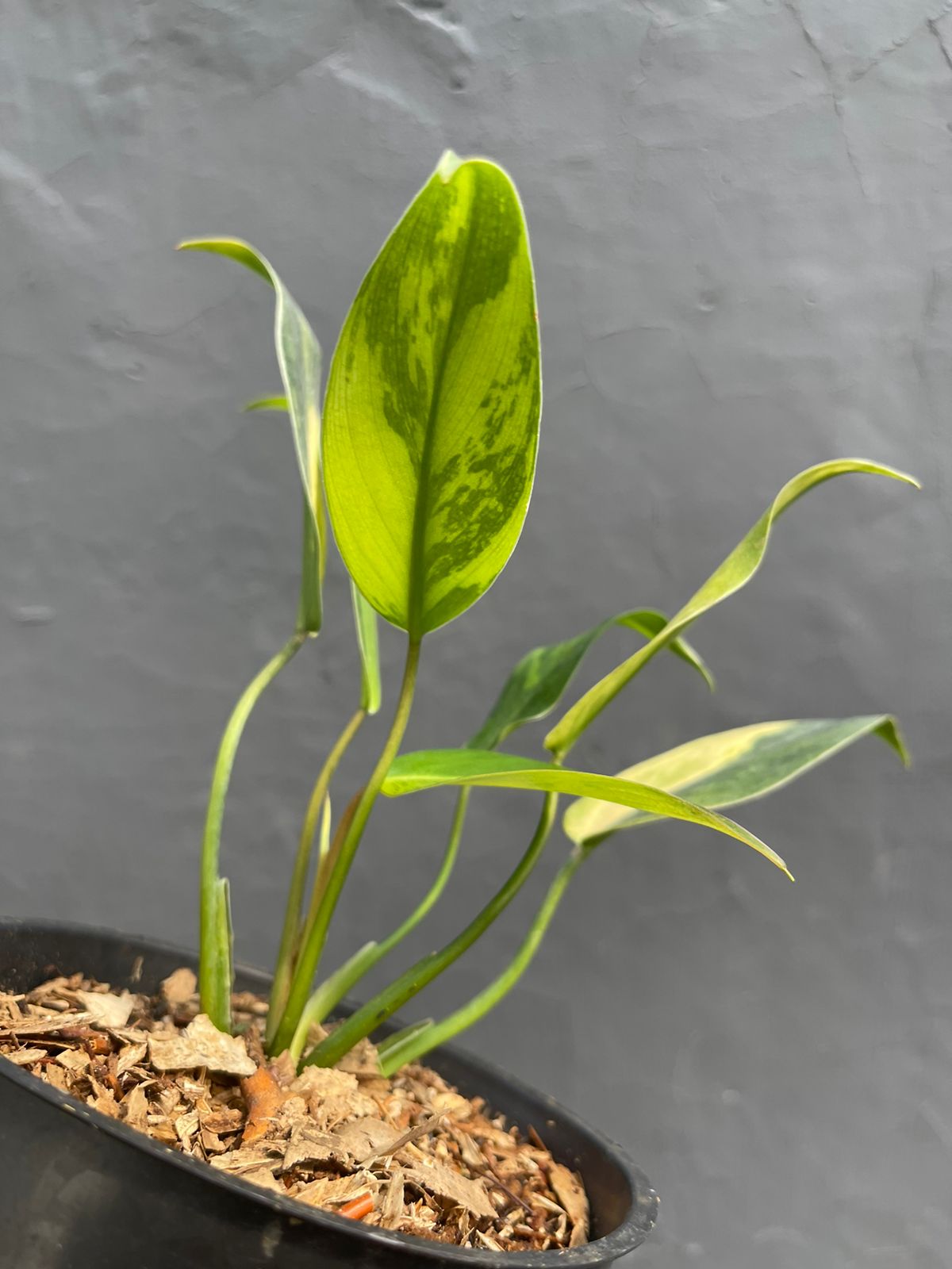 Philodendron Avocado Shake