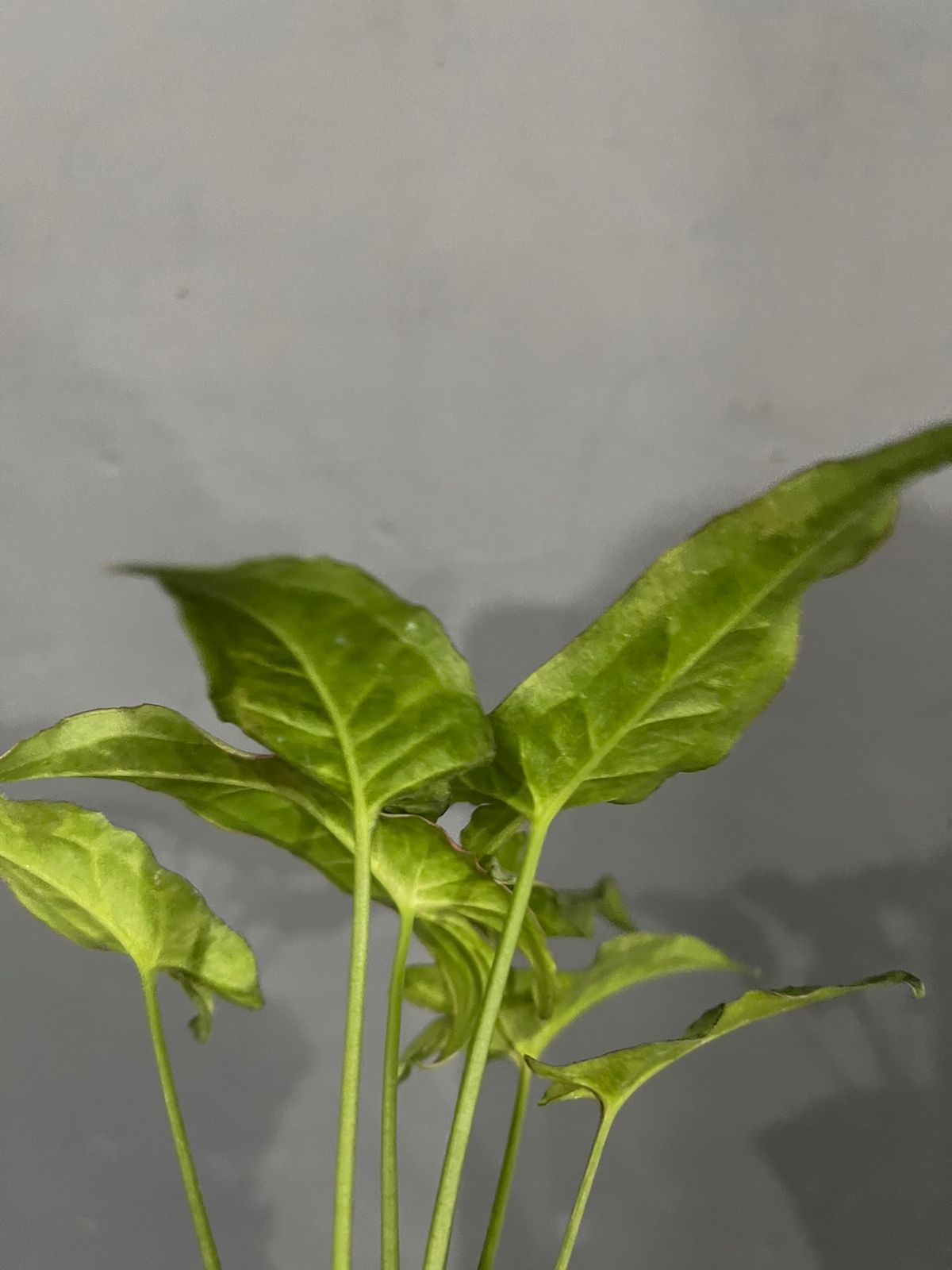 Syngonium Milk Confetti Tricolor