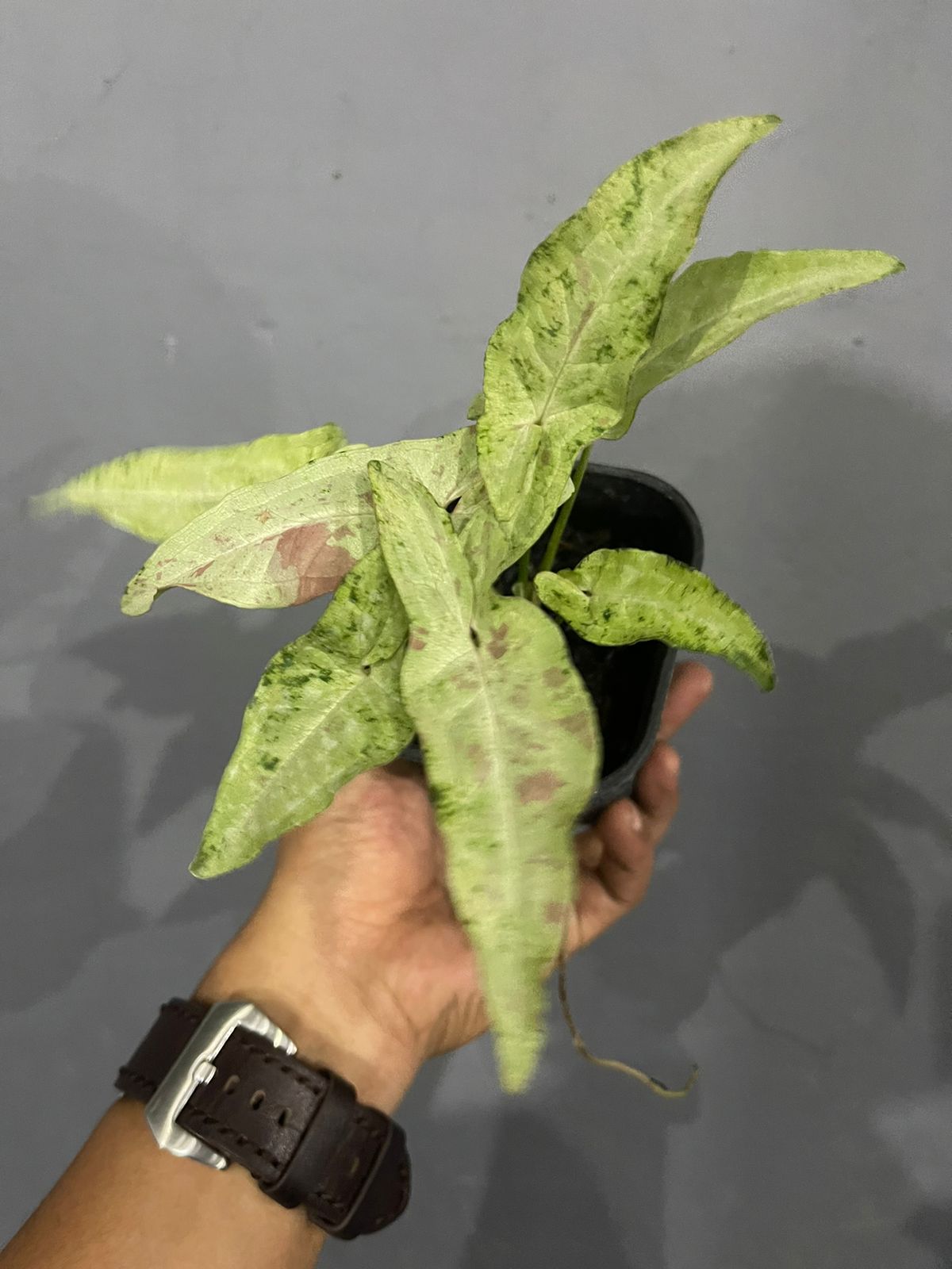 Syngonium Milk Confetti Tricolor