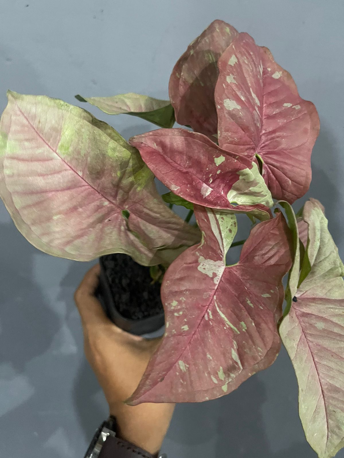 Syngonium Pink Candy