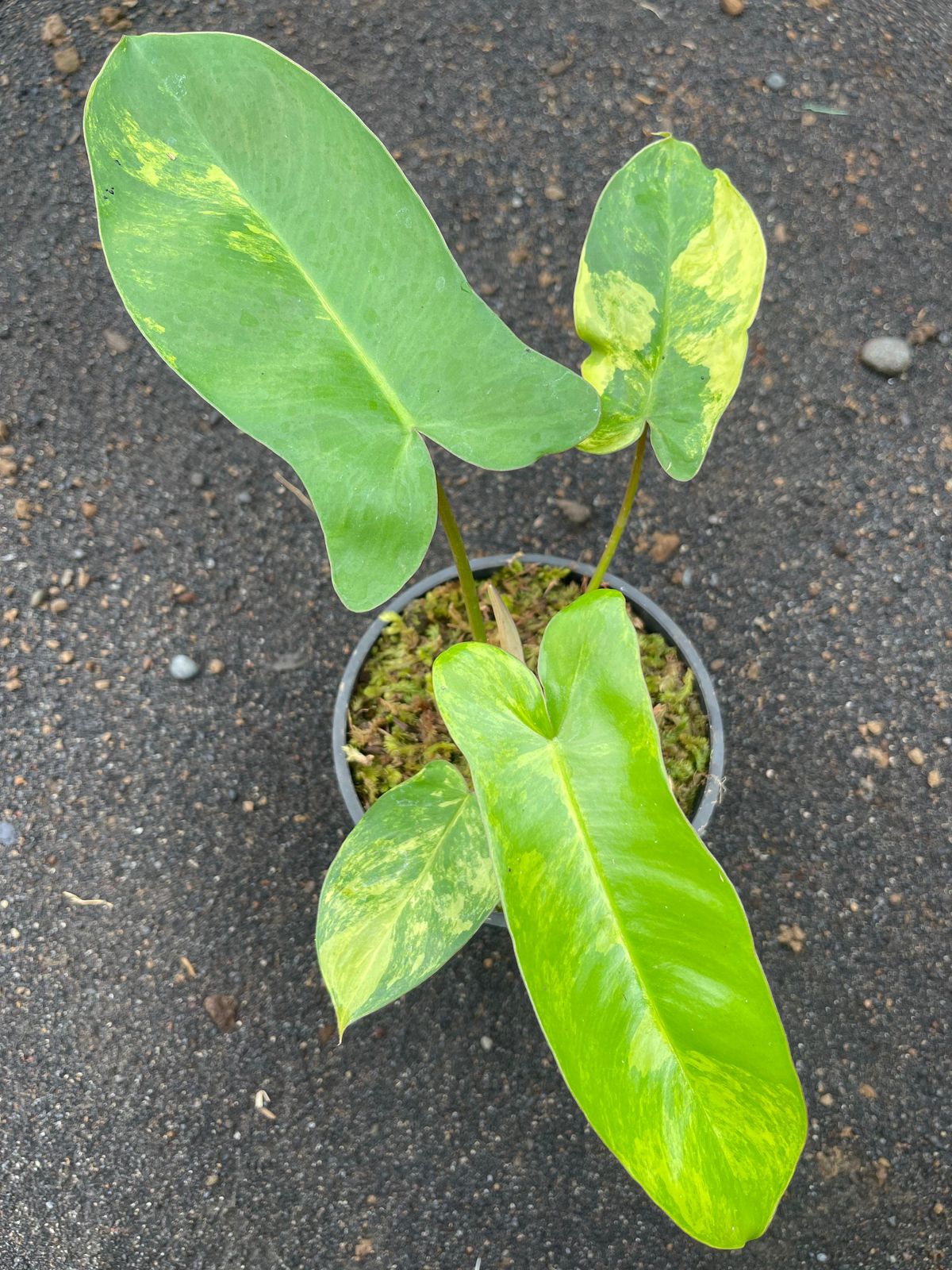 philodendron paradise beauty,philodendron hybrid,variegated plant,variegated philodendron,philodendron,rare plants,foliage