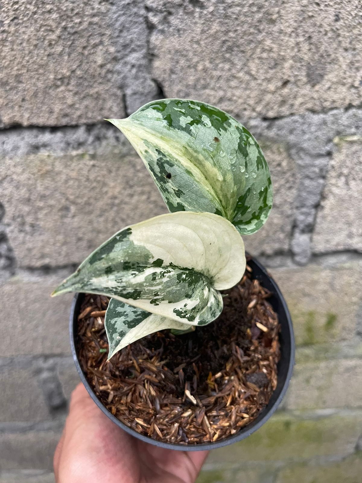 Scindapsus Mayari Albo Variegated