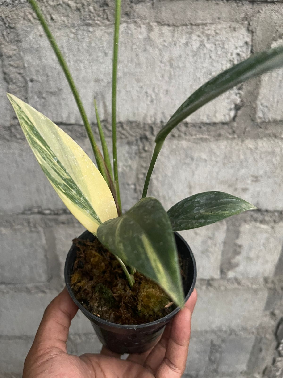 Scindapsus Rupertis Variegated