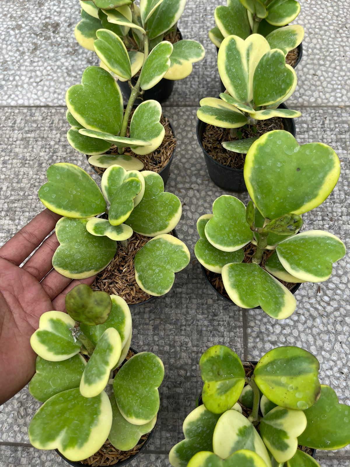 Wholesale 5x Hoya Kerii Love Variegated
