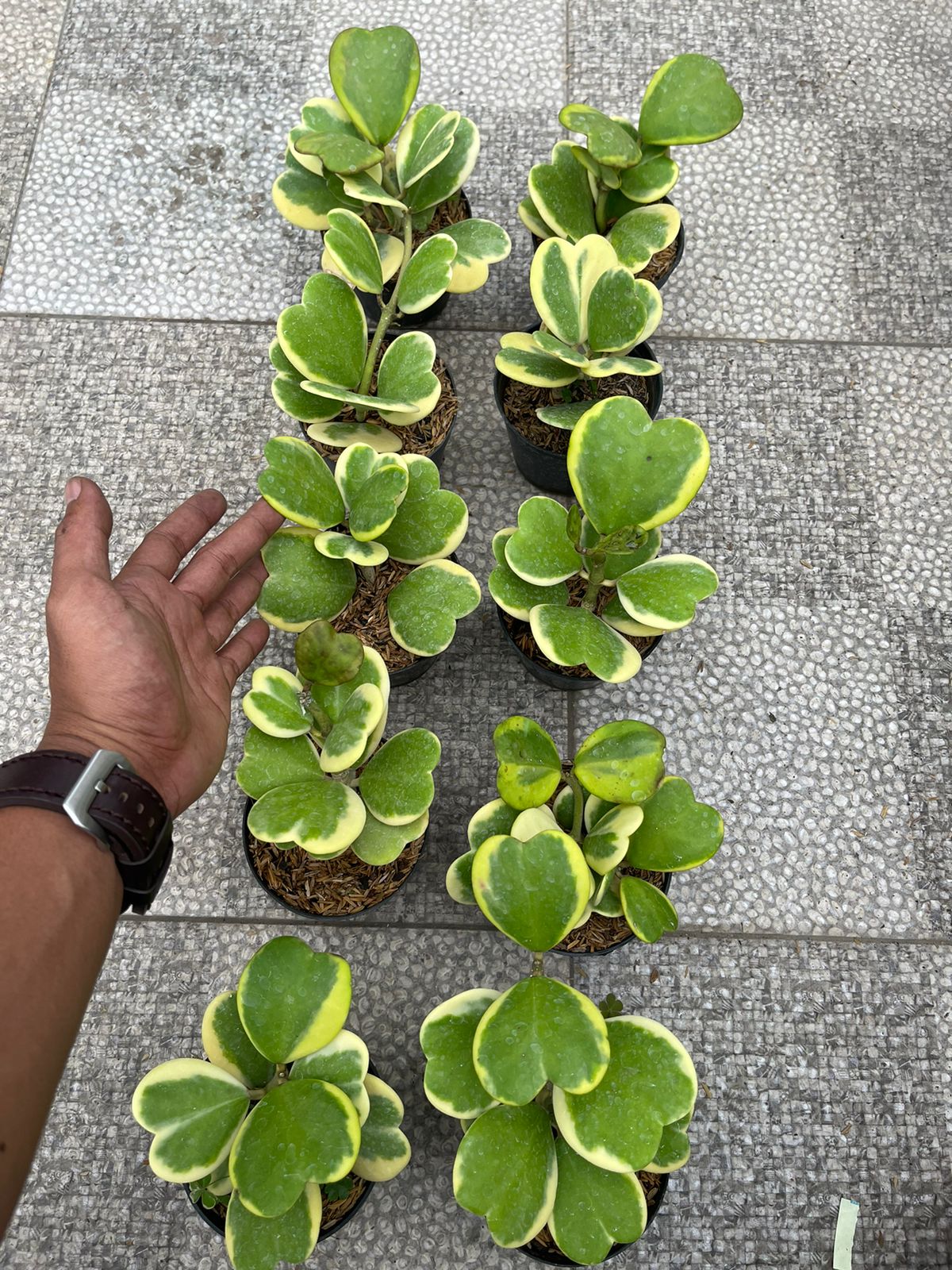 Wholesale 10x Hoya Kerii Love Variegated