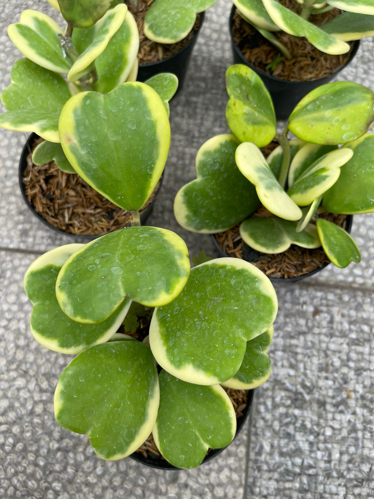 Wholesale 5x Hoya Kerii Love Variegated