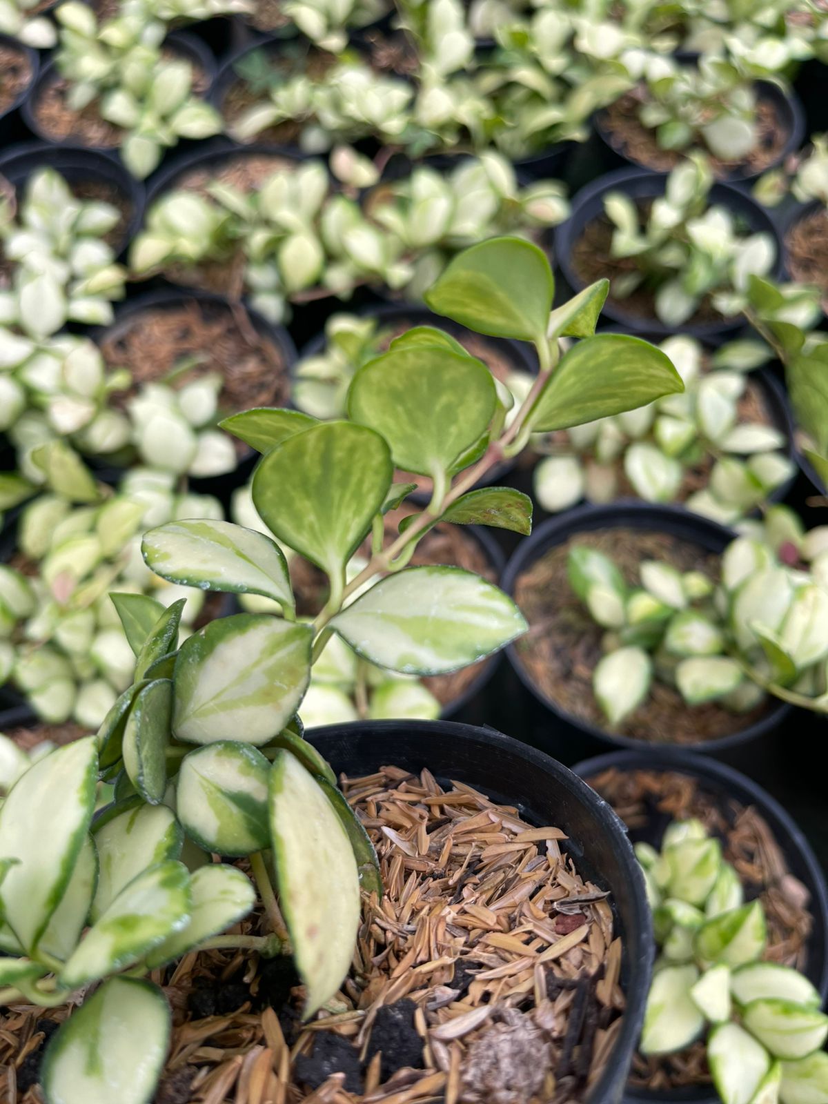 Hoya Heuschkeliana Variegated