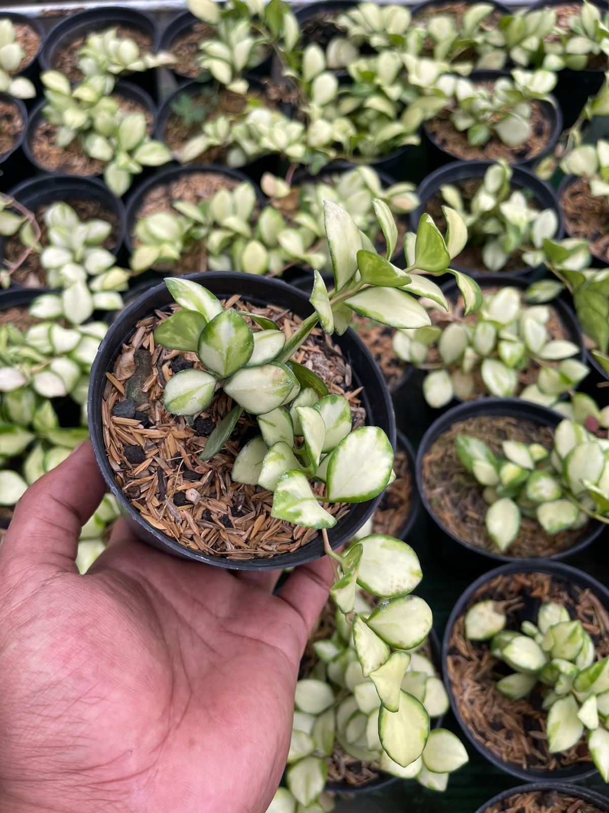 Hoya Heuschkeliana Variegated