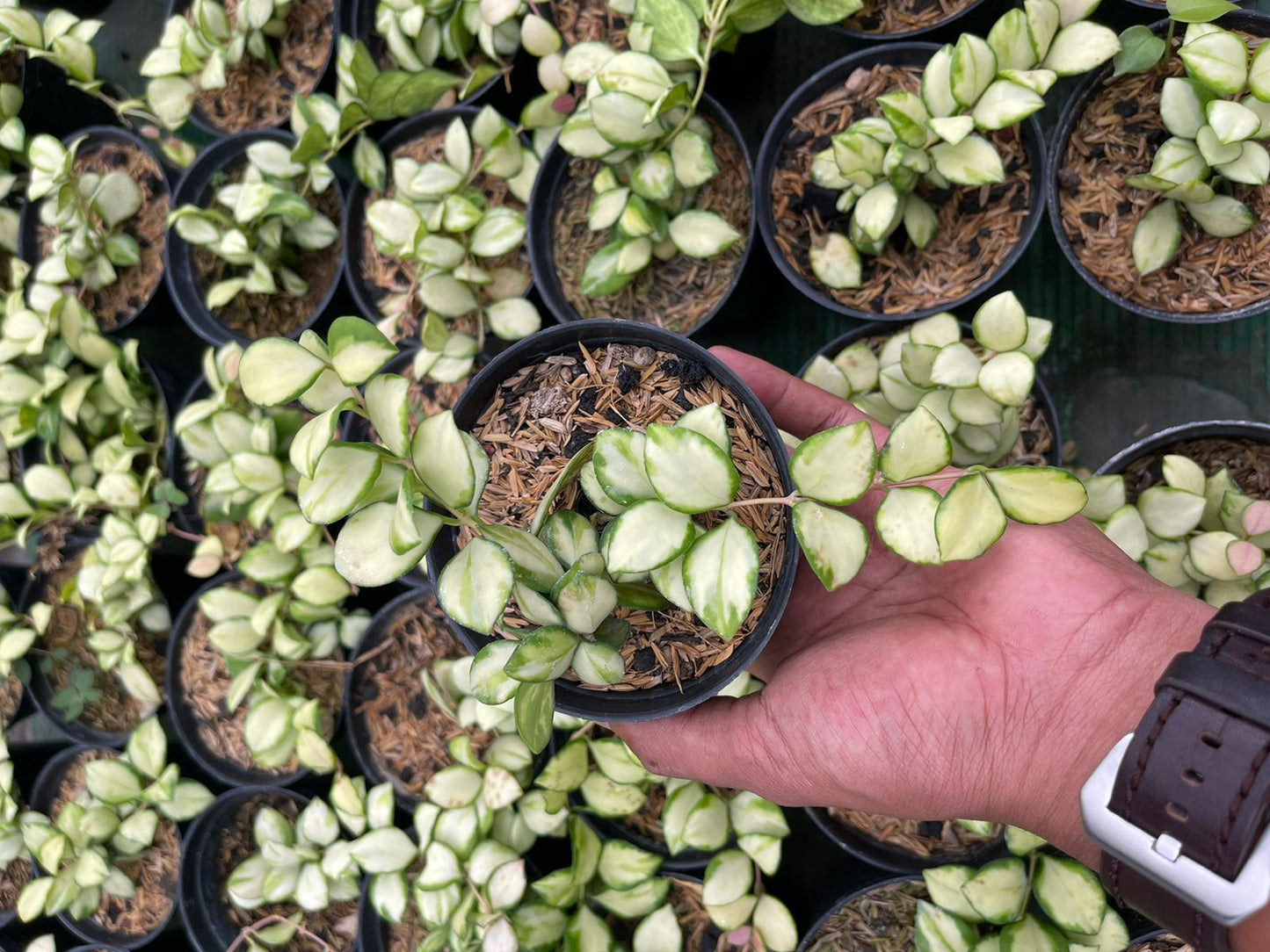 Hoya Heuschkeliana Variegated