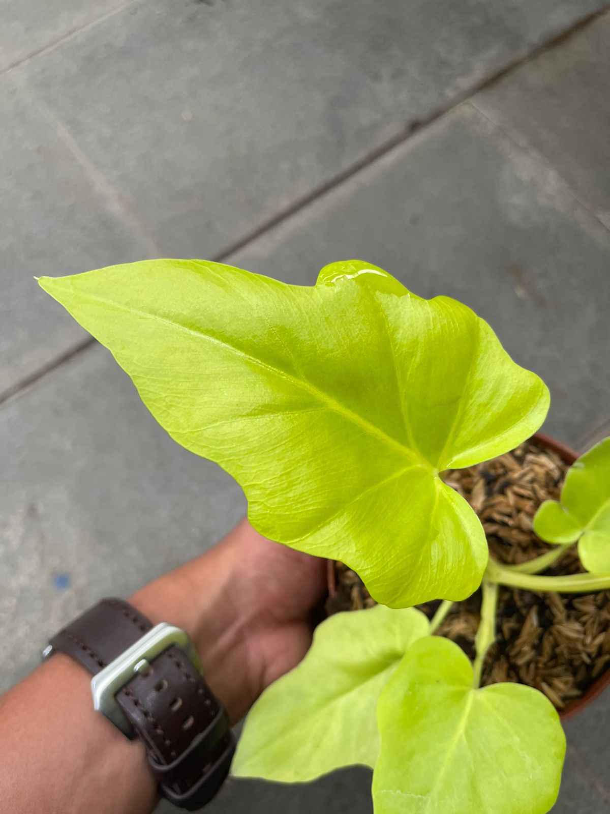 Philodendron Warscewiczii Golden