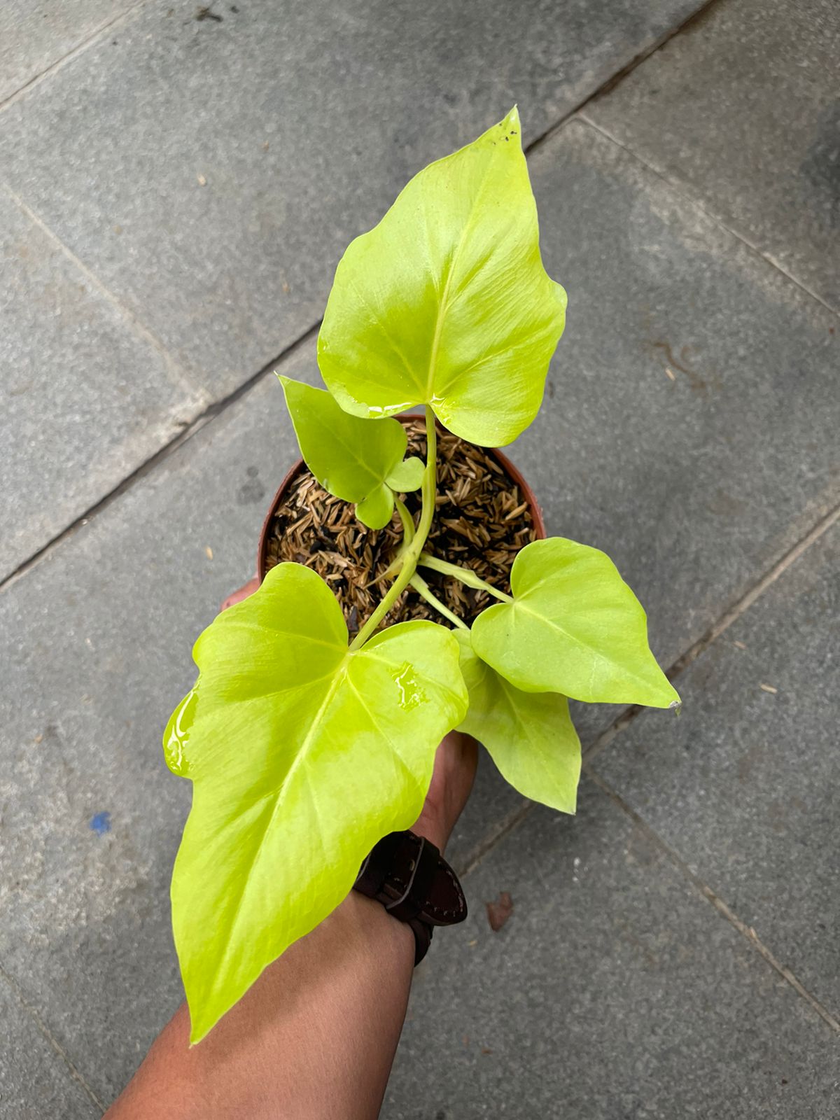 Philodendron Warscewiczii Golden