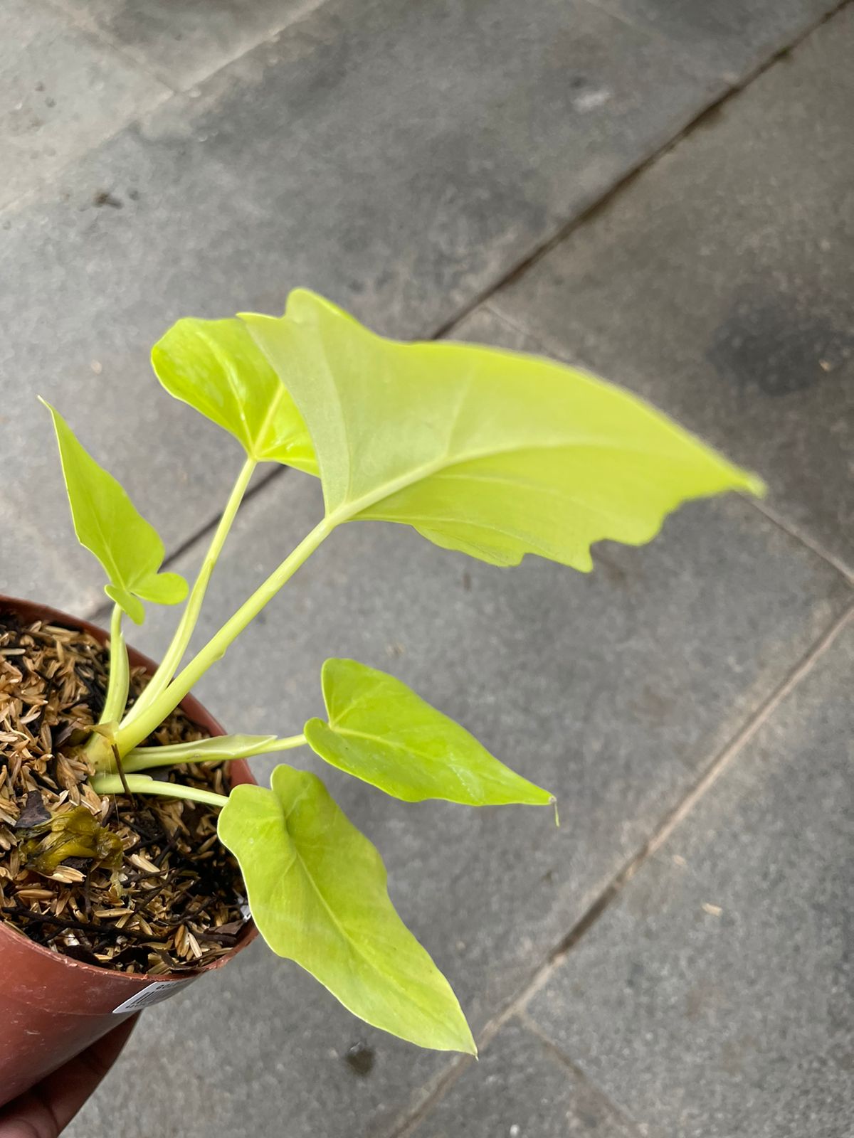 Philodendron Warscewiczii Golden