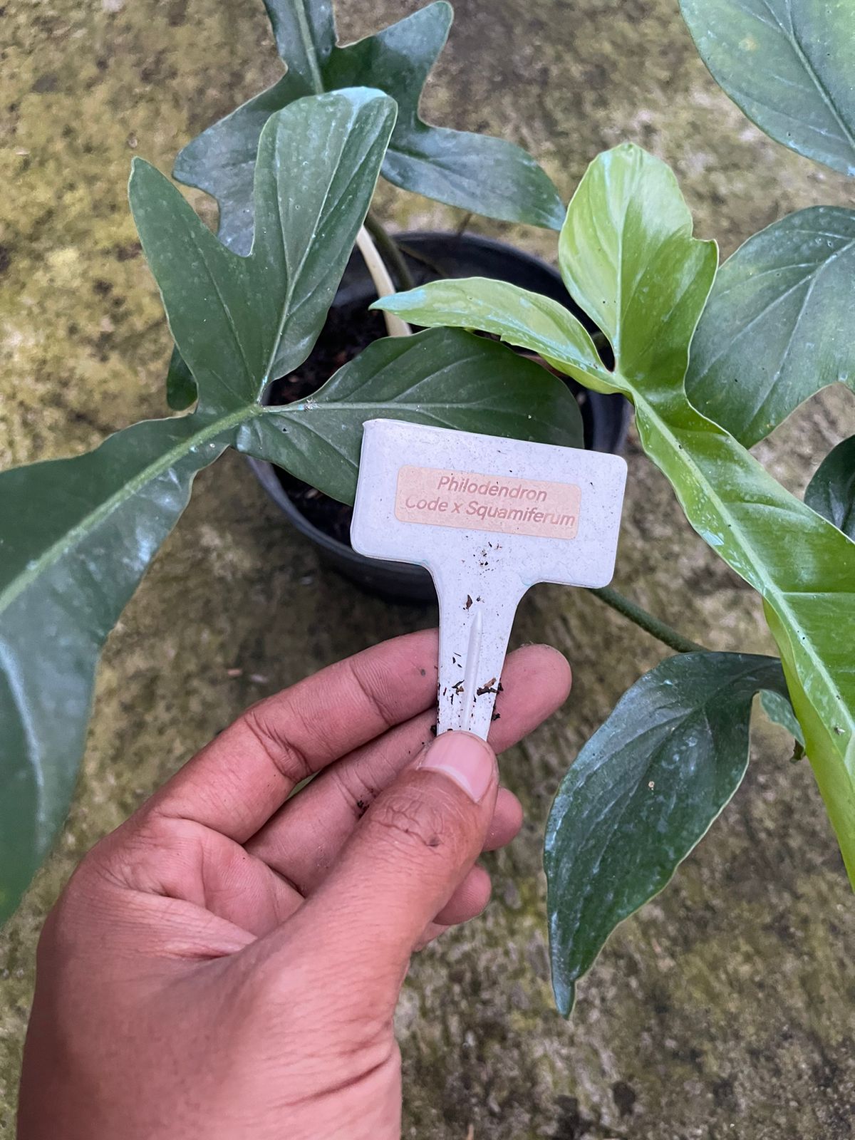 Philodendron Hybrid,philodendron code x philodendron squamiferum,phlodendron plants,philodendron