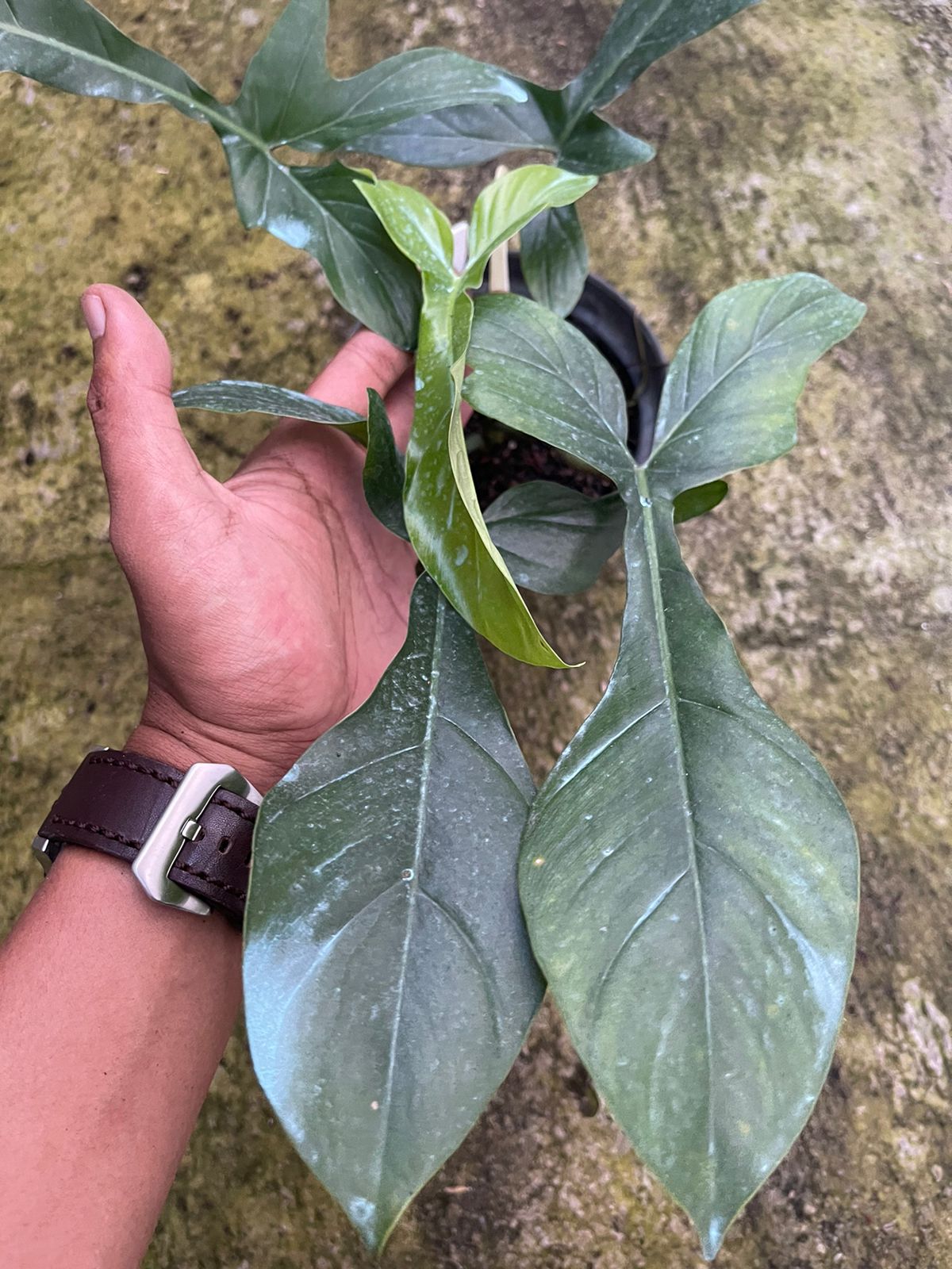 Philodendron Code 69686 x Philodendron Squamiferum