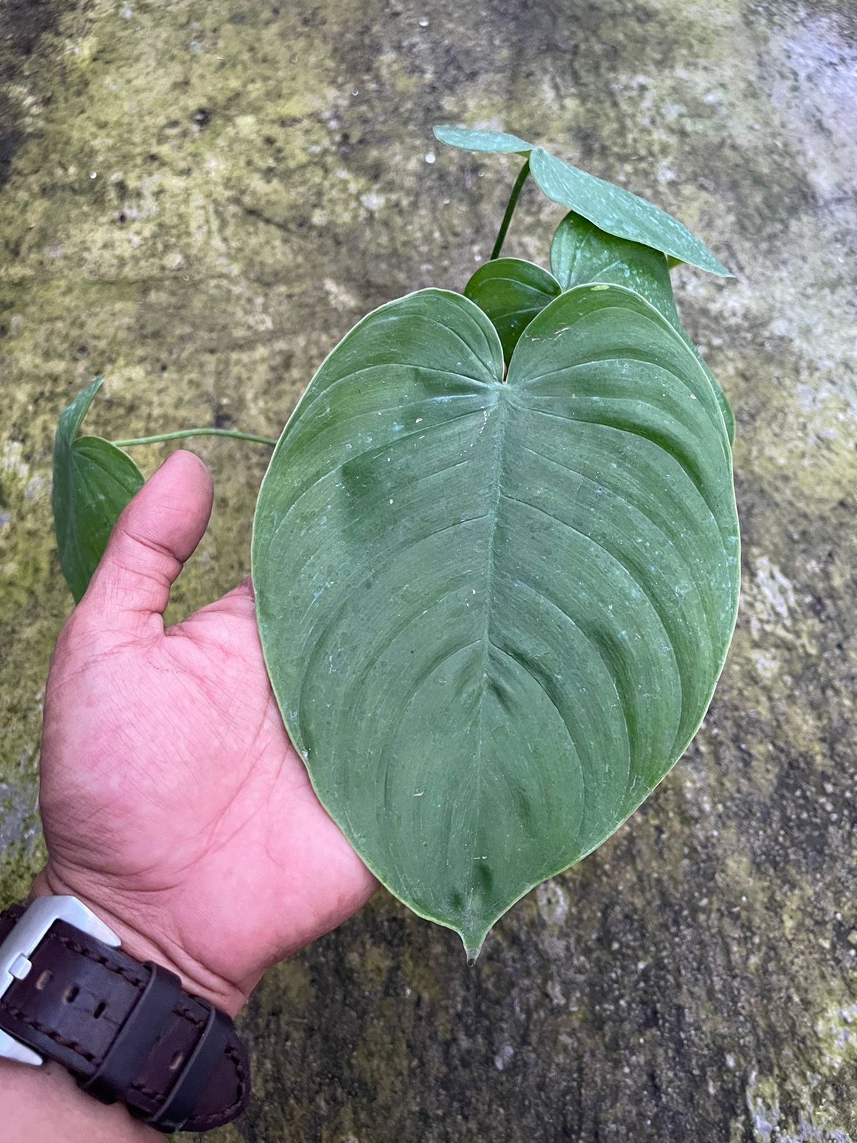 Philodendron Queleii