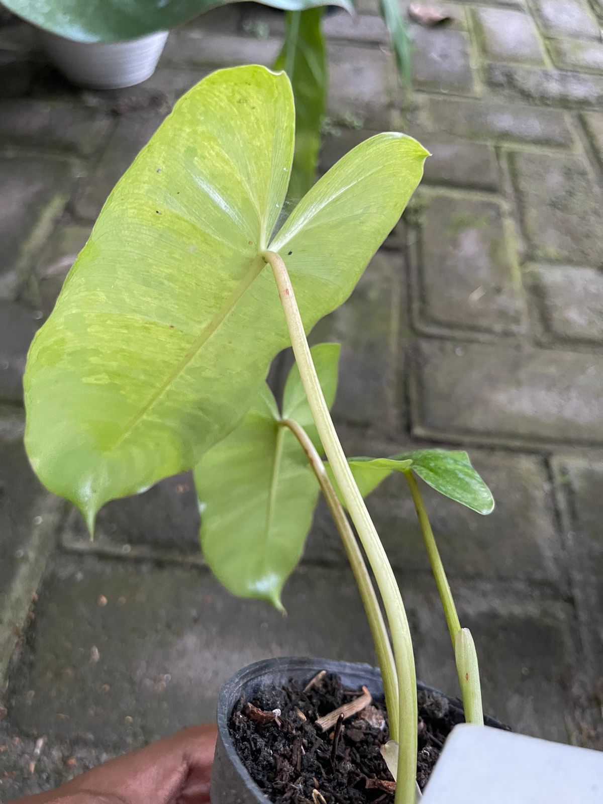 Philodendron Burle Marx x Ph. Paraiso Verde Variegated