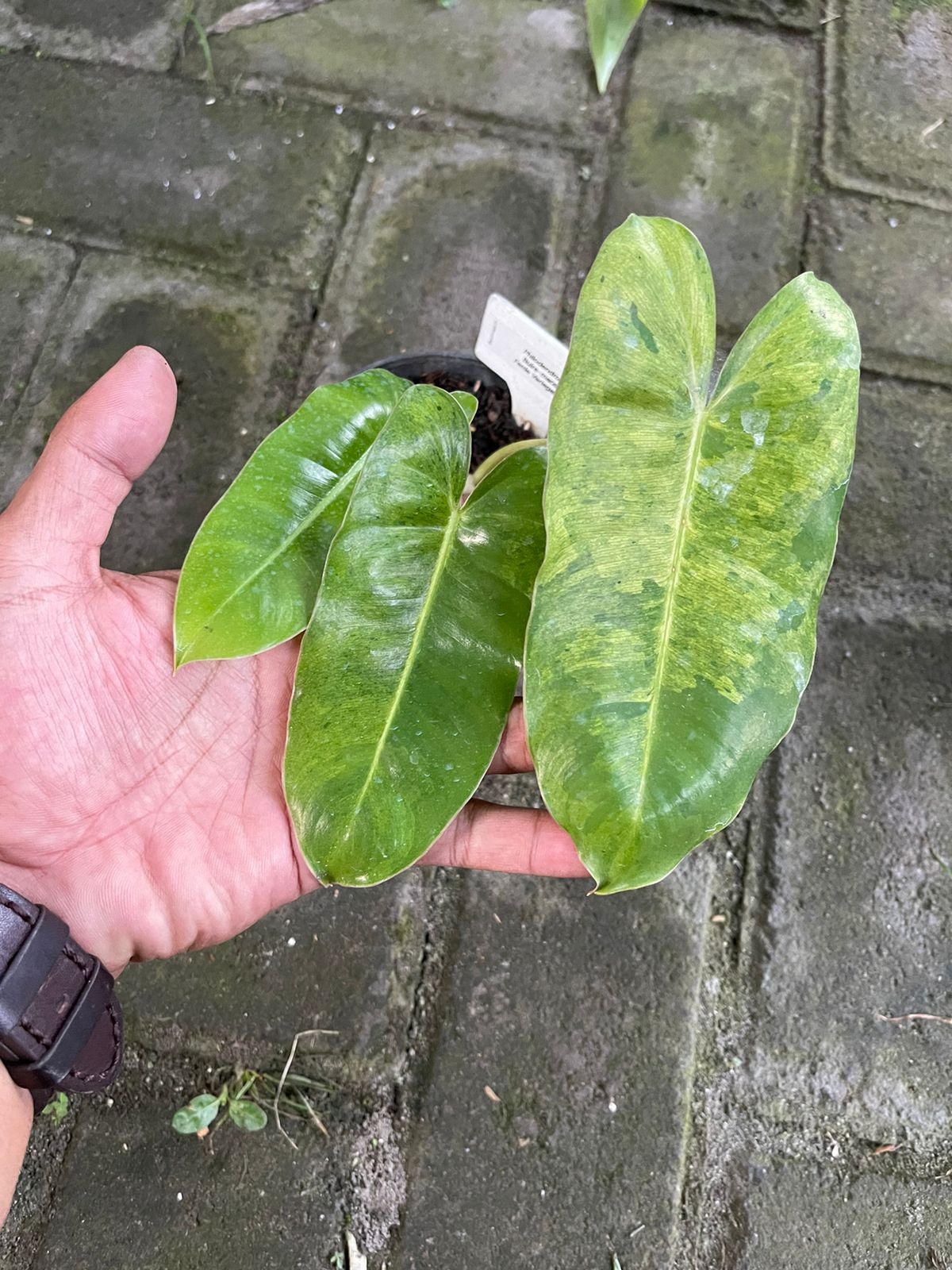 Philodendron Burle Marx Mint Variegated