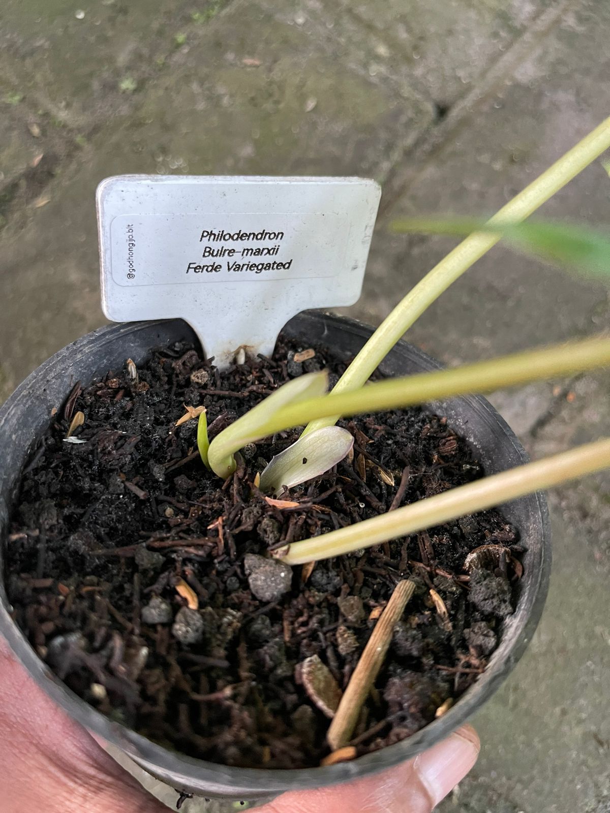 Philodendron Burle Marx Mint Variegated