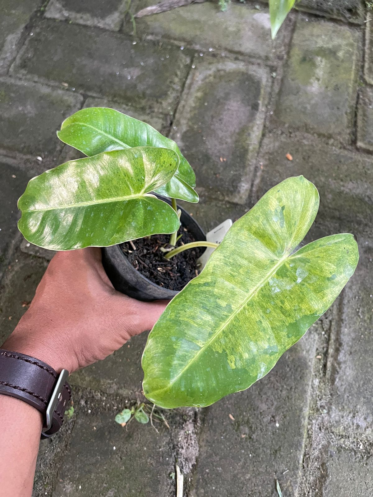Philodendron Burle Marx x Ph. Paraiso Verde Variegated