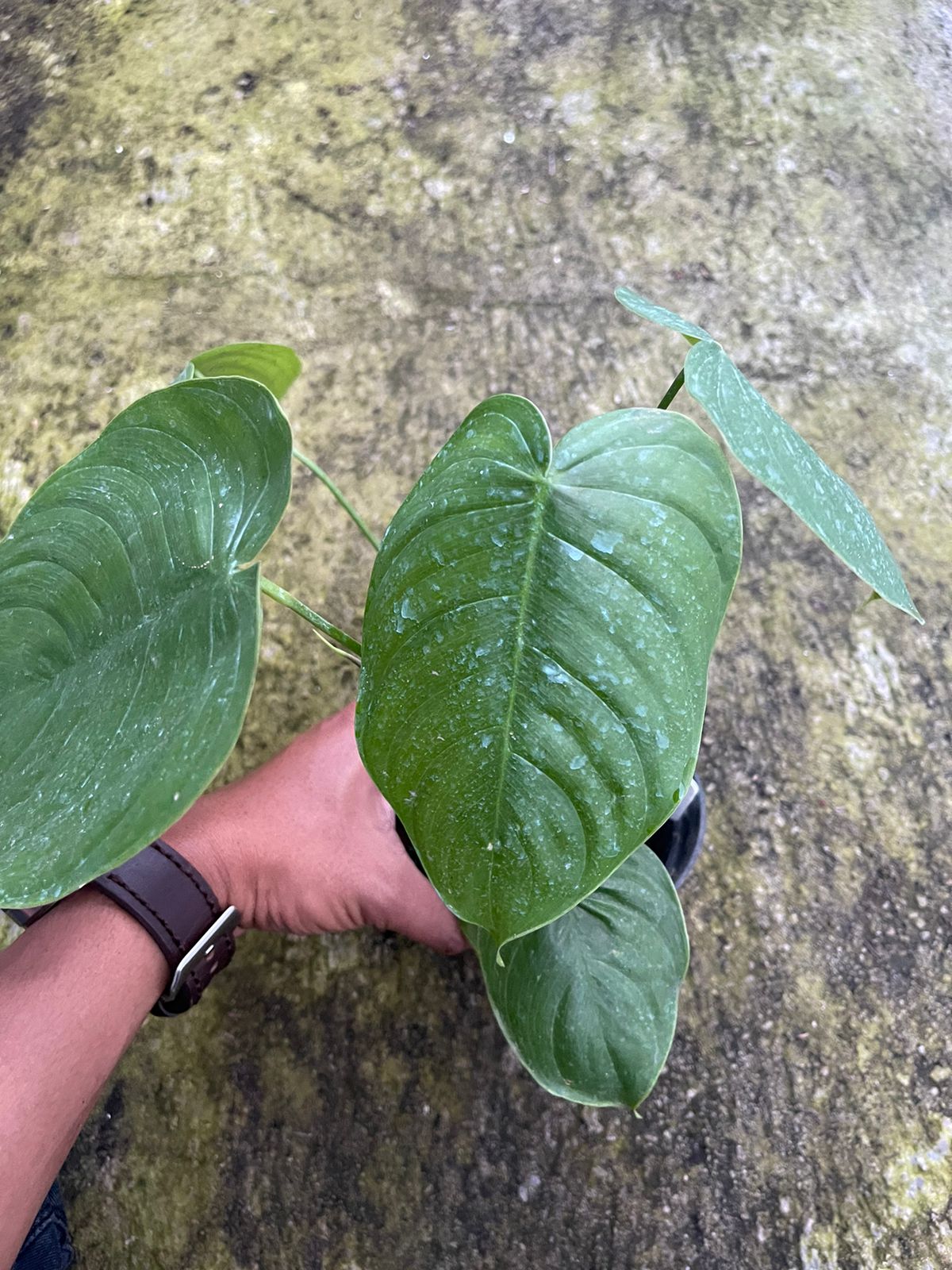 Philodendron Queleii